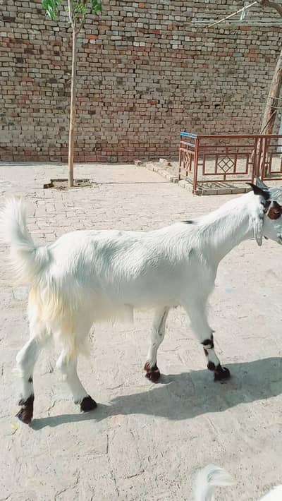 فار سیل کھسی فریش  دو دانت بکرا گھر کا پلا ہوا دستیاب ہے