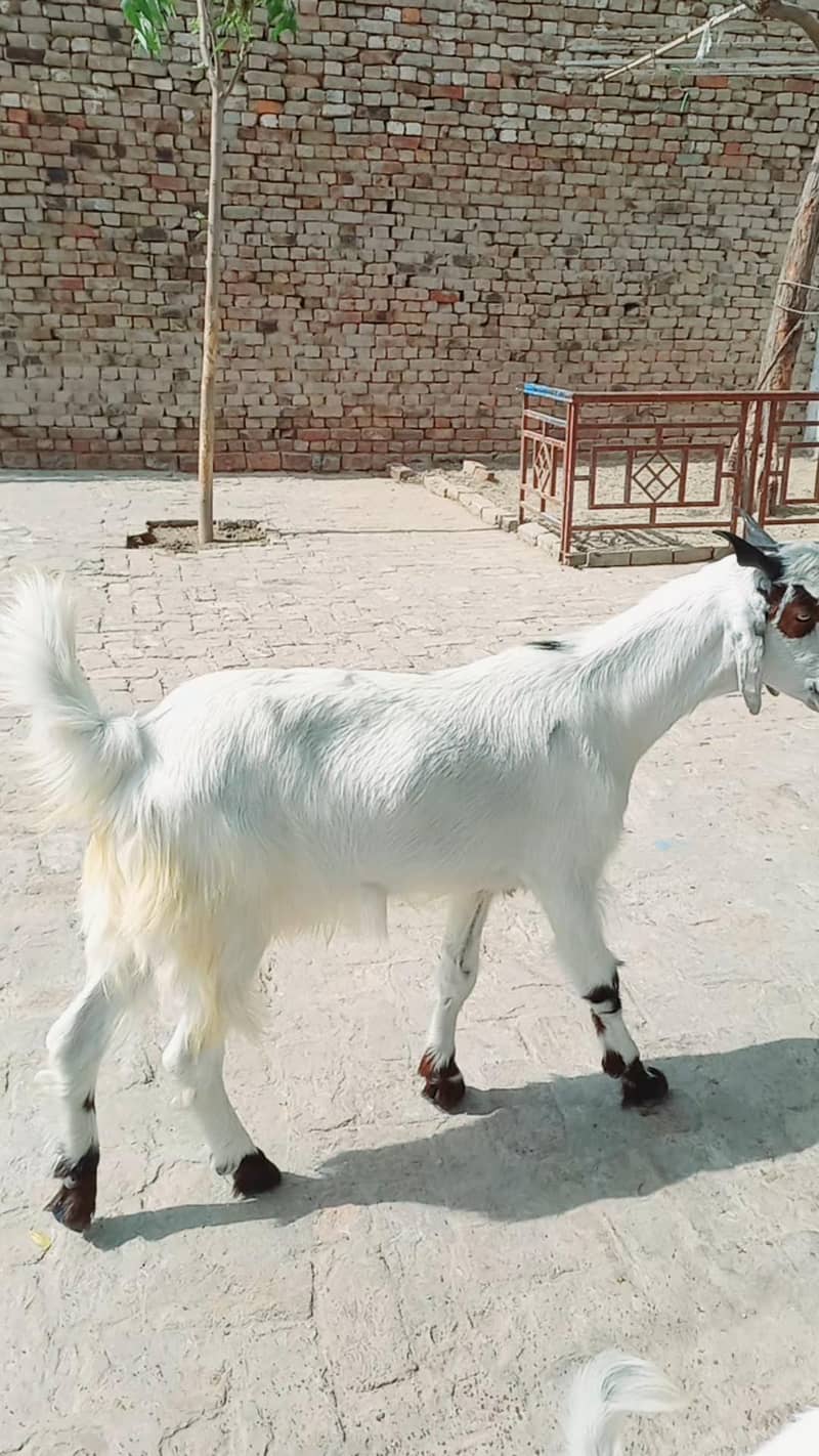 فار سیل کھسی فریش  دو دانت بکرا گھر کا پلا ہوا دستیاب ہے 0
