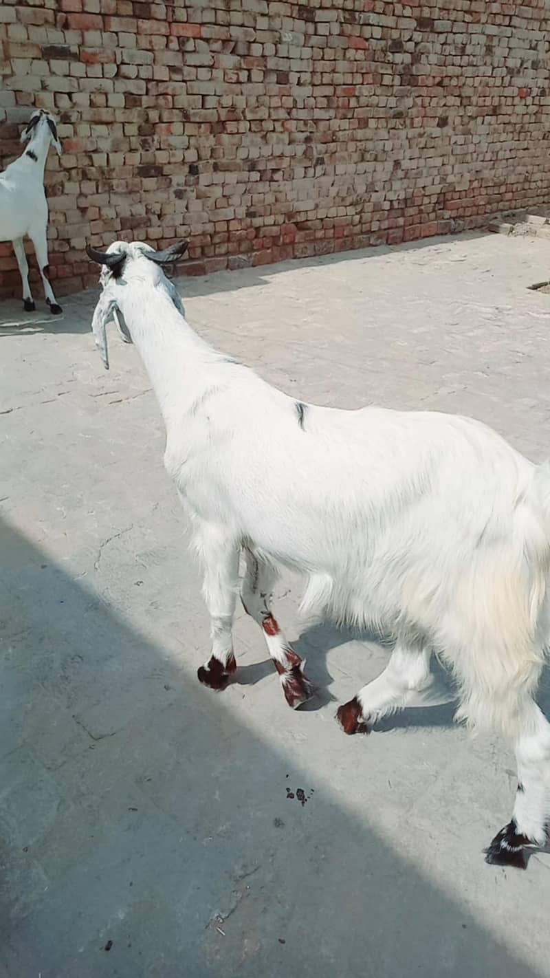 فار سیل کھسی فریش  دو دانت بکرا گھر کا پلا ہوا دستیاب ہے 1
