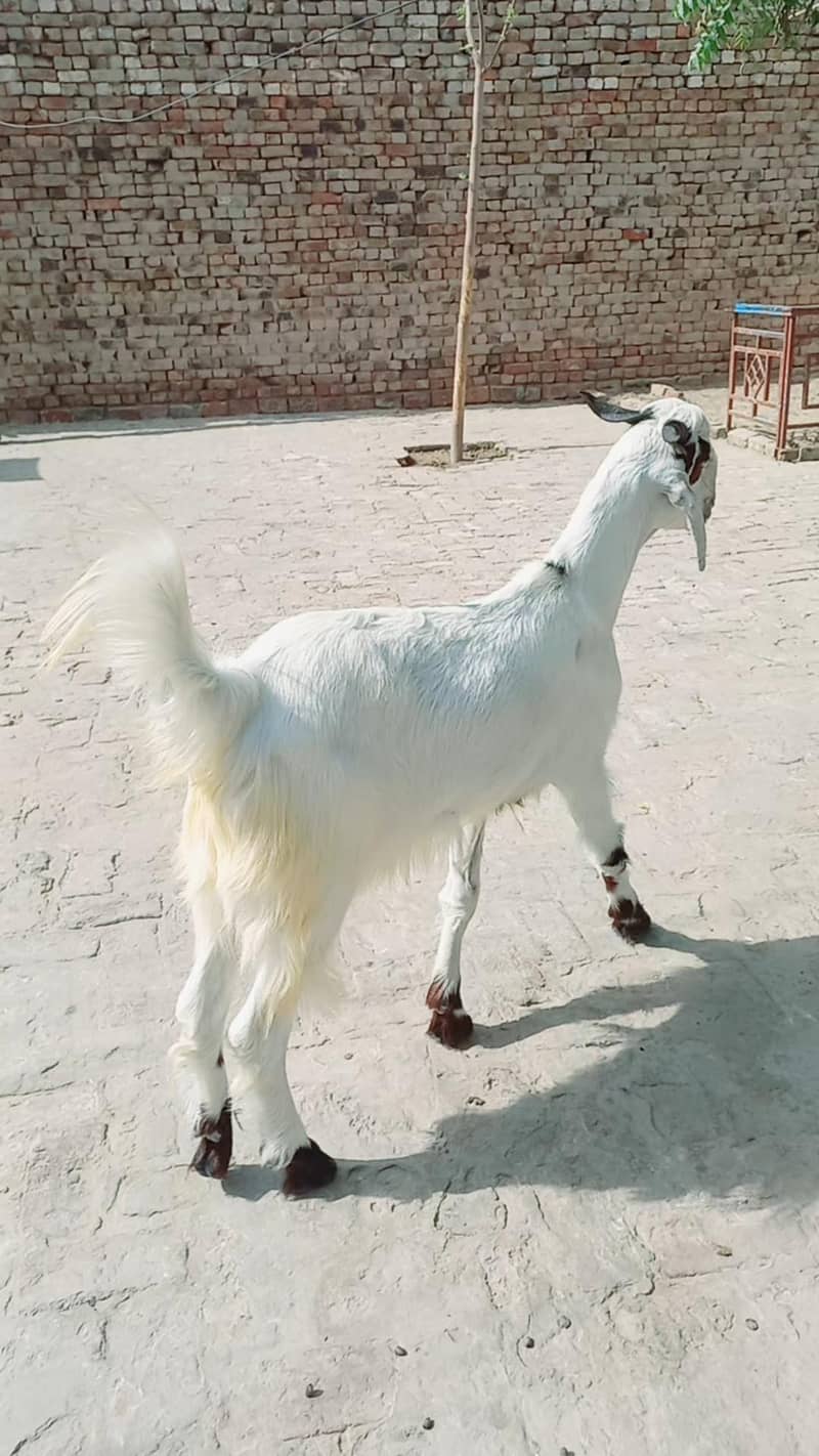 فار سیل کھسی فریش  دو دانت بکرا گھر کا پلا ہوا دستیاب ہے 2