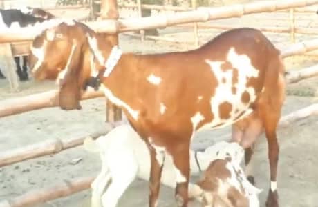 3 Bacchon Ka Sath Desi Bakri For Sale/03226643435)