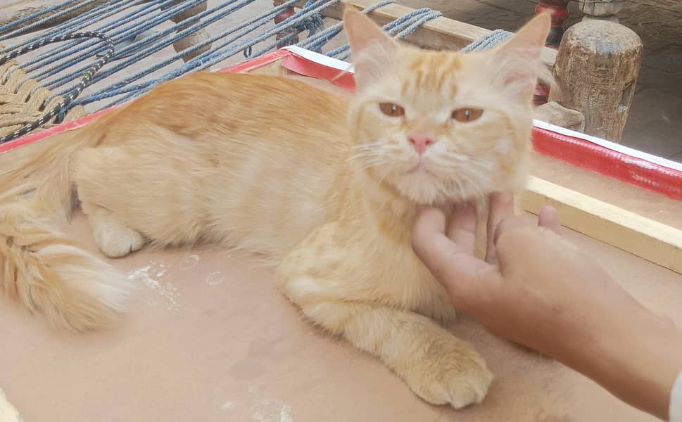 Persian cat 0