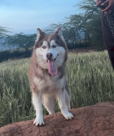 Siberian husky