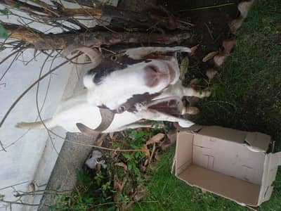 Bakra for Qurbani