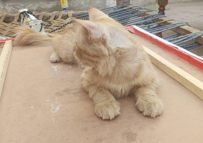 Persian cat 2