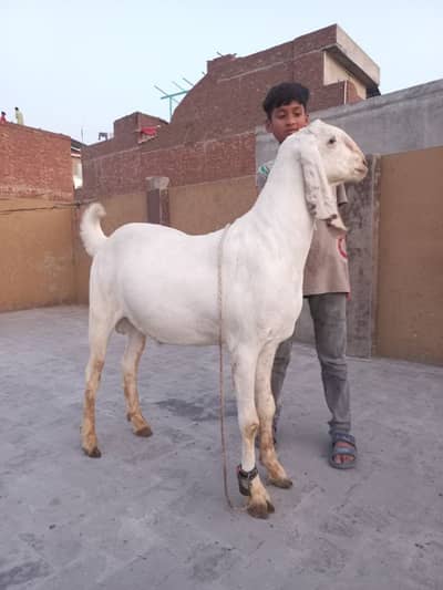 pure RAJANPURI BAKRY