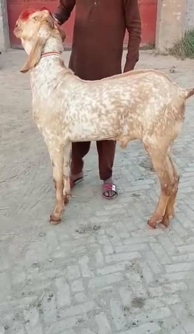desi Bakra for Sale Call  03481743426