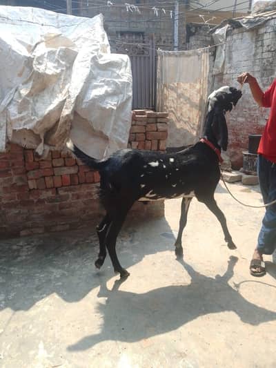 quality ky liya bakra for sell  healthy and active
