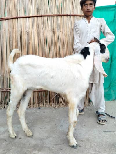 2 Dant khassi bakra for qurbani 2026