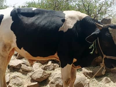 Sahiwal Bachry | Desi wachy | Bull | Qurbani 2026 | Bull For sale