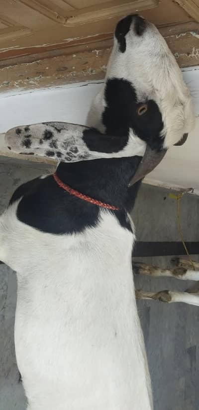 Bakra for sale Qurbani Ka Bakra for sale 2 dant