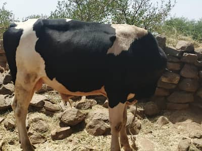 Sahiwal Bachry | Desi wachy | Bull | Qurbani 2026 | Bull For sale
