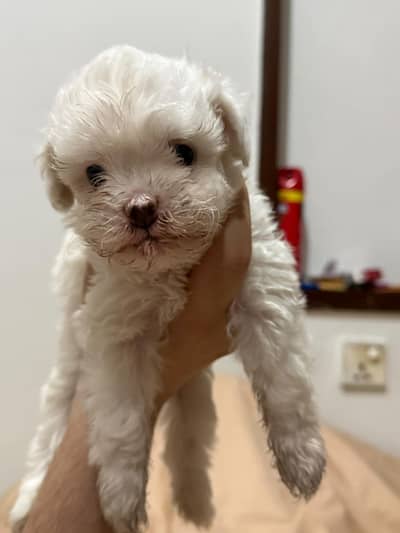 Toy Breed Shitzu puppy for sale