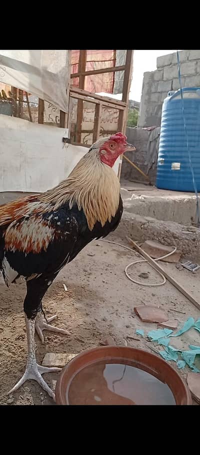 aseel jawa pair sale urjent