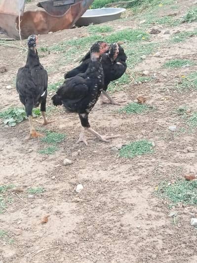 Lasani pair Breed