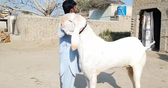 Qurbani ke liye Bakra For Sale/ 03425820107