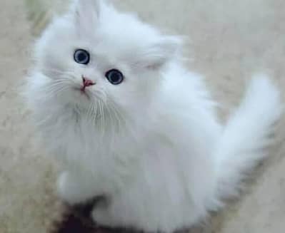 Persian cats My WhatsApp 03436966924 ///@&#$@$#$@@#