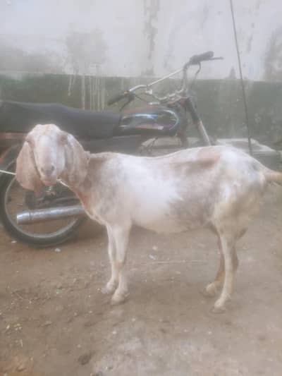 bakri with 7 days male kid