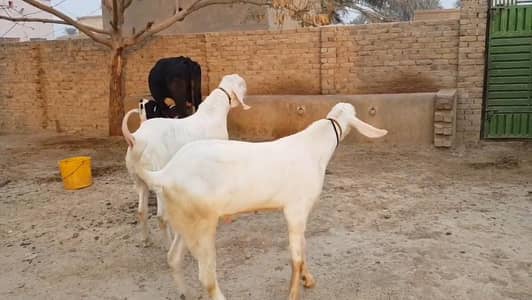 2 Bakre Urgent for sale Call _03425820107