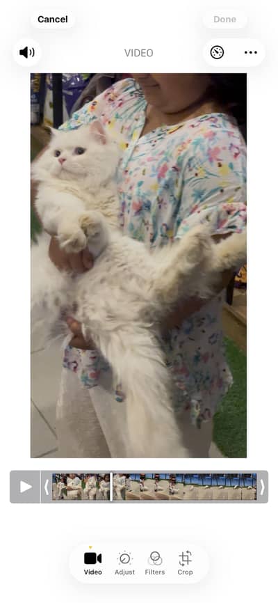 White Persian Doll face male cat for sale