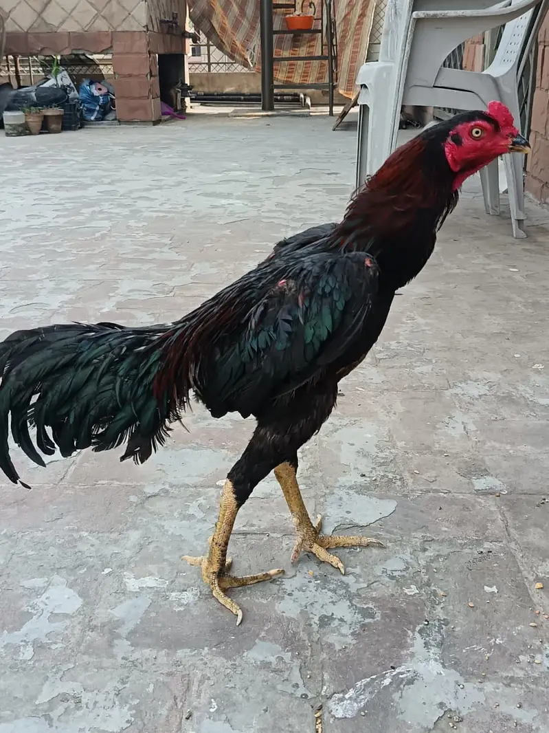 Thai Aseel patha — photo 11