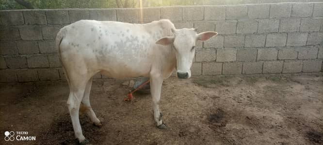 cow vari for sell