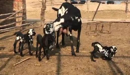 3 Bacchon Ka Sath Desi Bakri For Sale (Call "_03487390292)