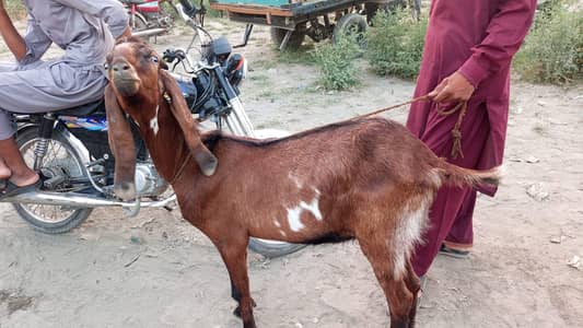 Bakra mashallah ghr Pala hoa ha