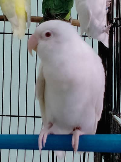 Love Birds