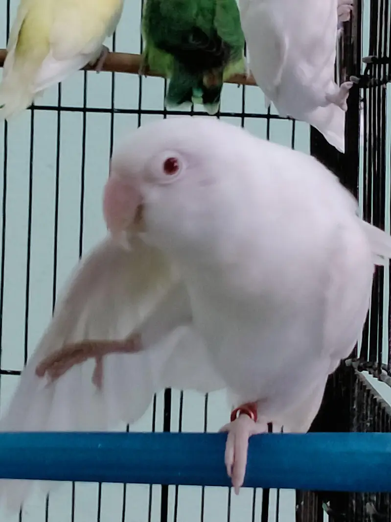 Love Birds - Cremino - Albino - pastel ino — photo 3