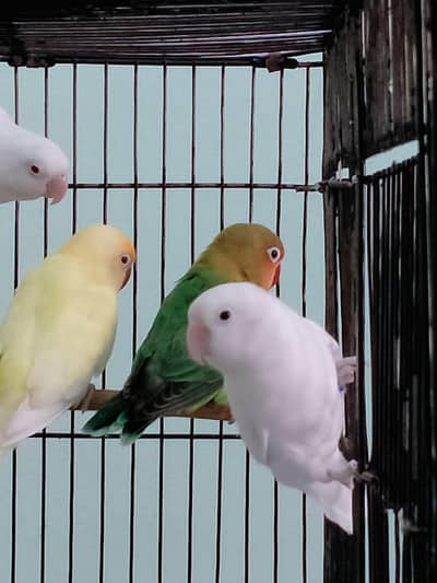 Love Birds - Cremino - Albino - pastel ino