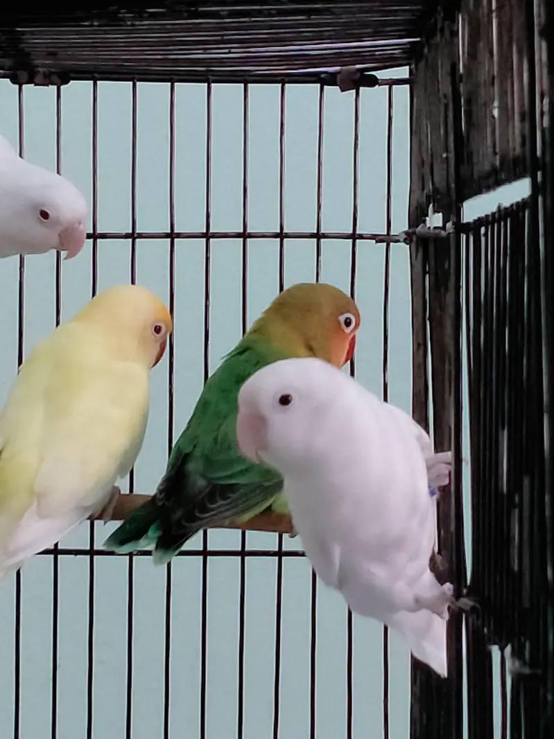 Love Birds - Cremino - Albino - pastel ino