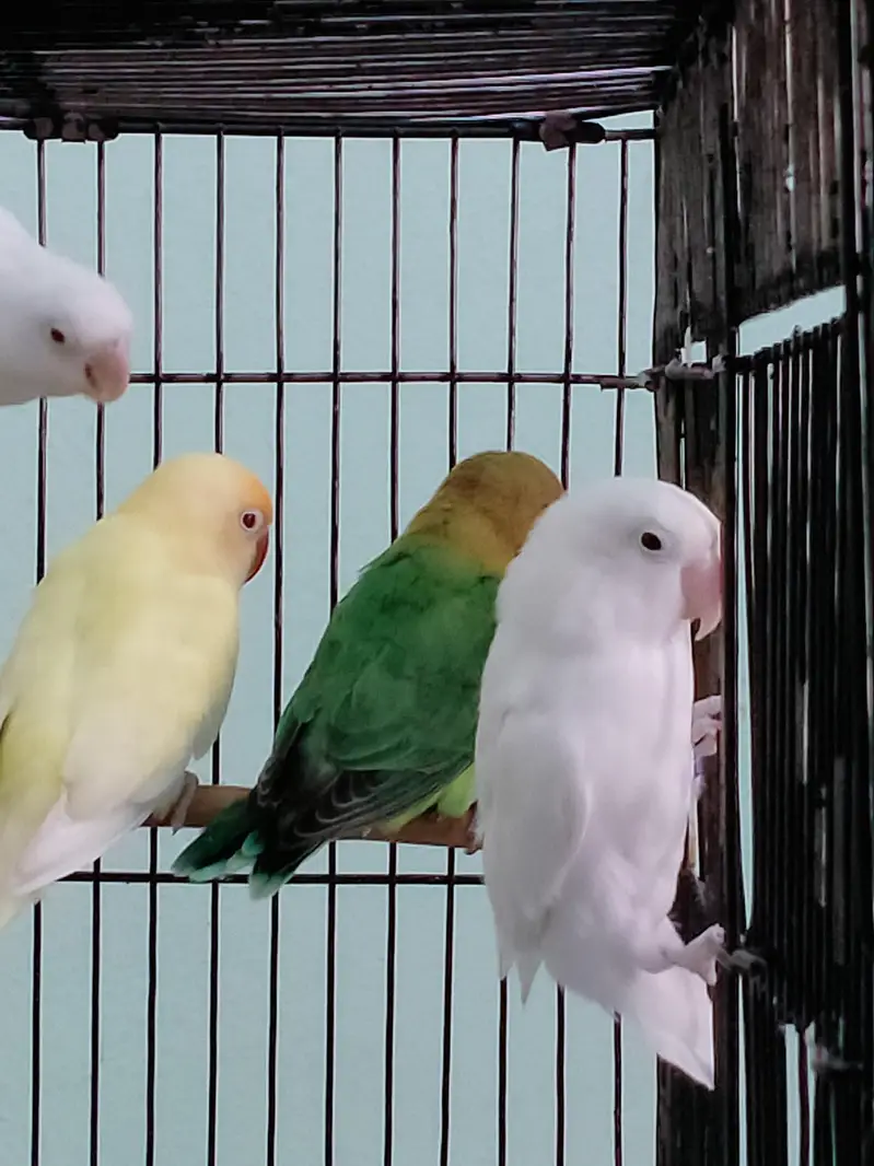 Love Birds - Cremino - Albino - pastel ino — photo 4