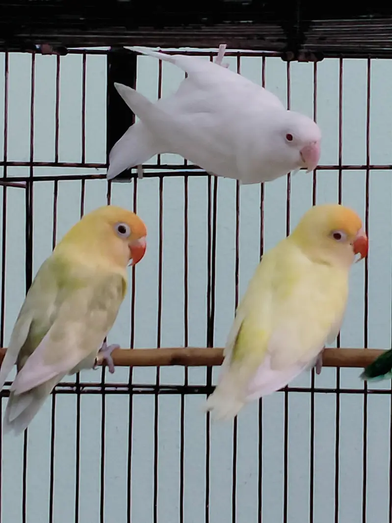 Love Birds - Cremino - Albino - pastel ino — photo 5