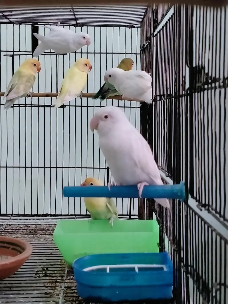 Love Birds - Cremino - Albino - pastel ino — photo 6