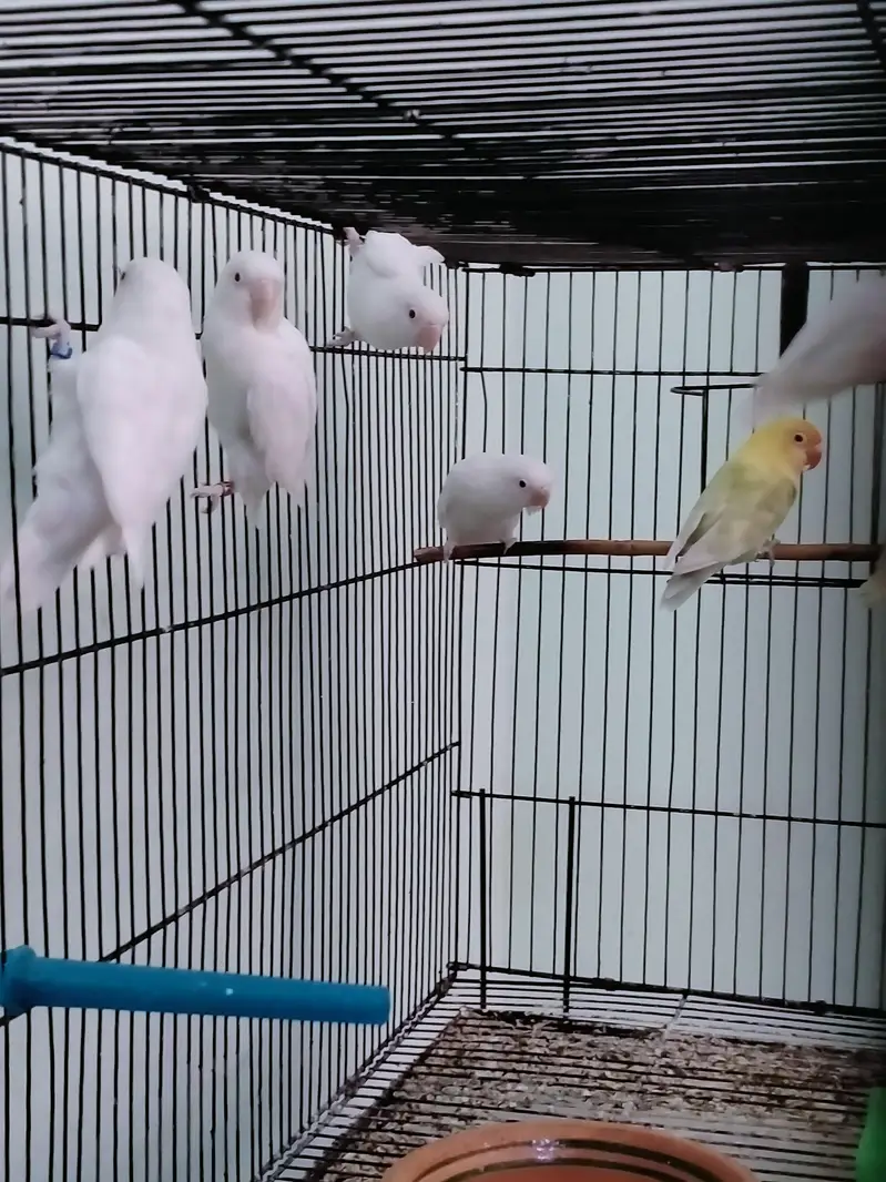 Love Birds - Cremino - Albino - pastel ino — photo 7