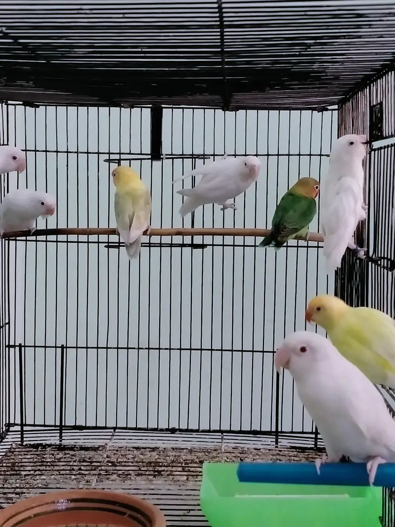 Love Birds - Cremino - Albino - pastel ino — photo 8