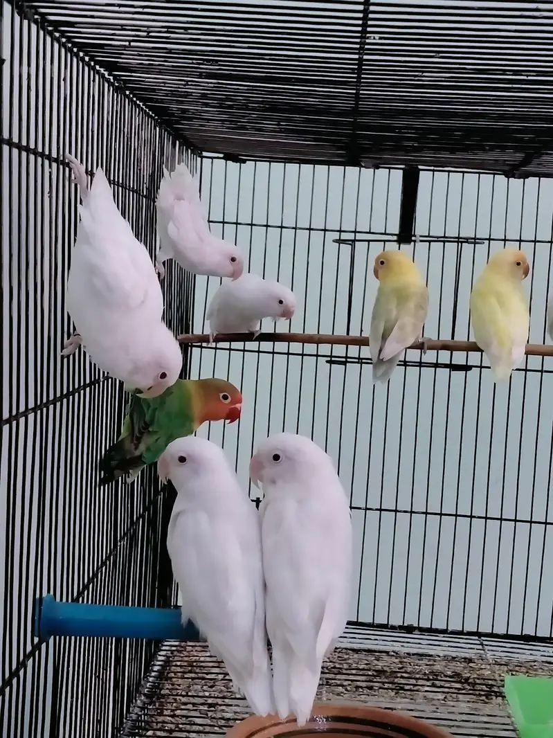 Love Birds - Cremino - Albino - pastel ino — photo 9