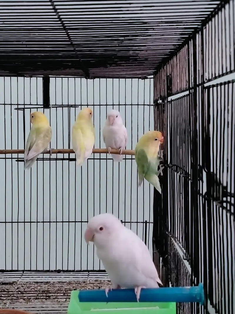 Love Birds - Cremino - Albino - pastel ino — photo 10