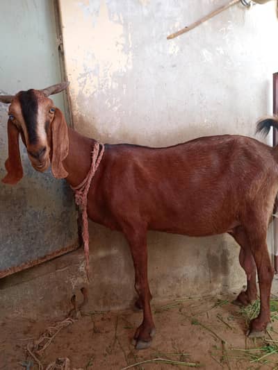 Doodh wale bakre for sale