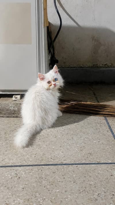 Persian kittens for sale, very playful.