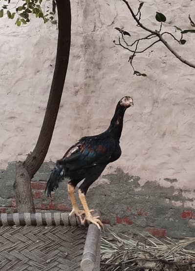 Shamo Chicks