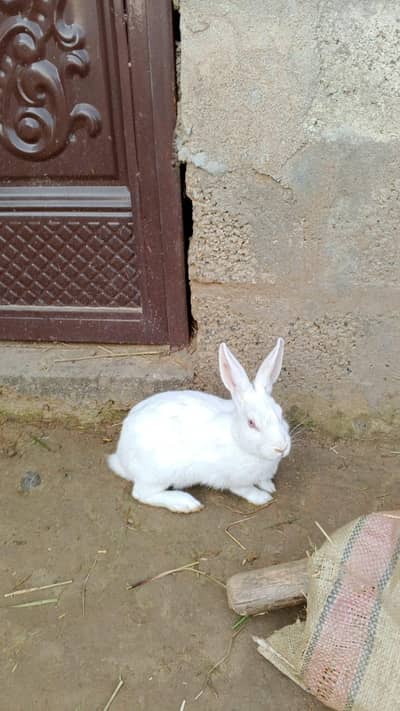 Beautiful White Red Eyes Rabbits