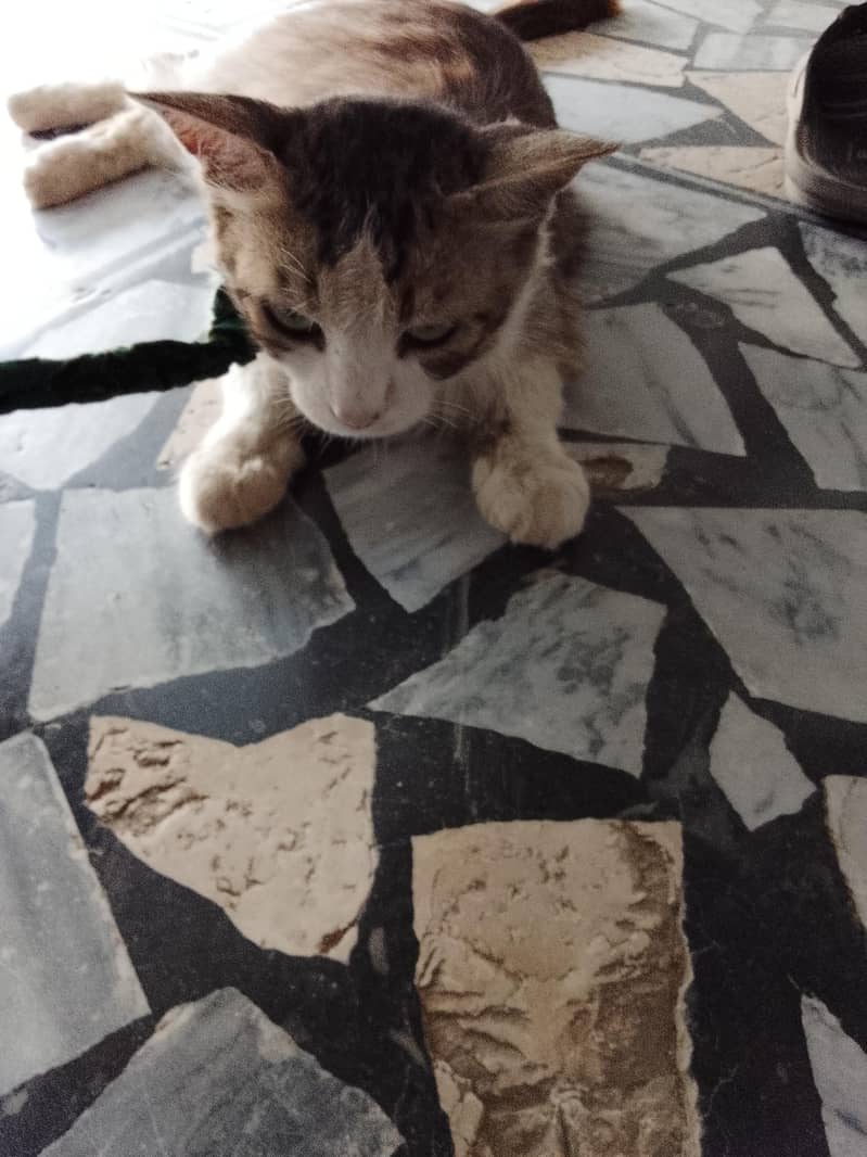 my cat 0