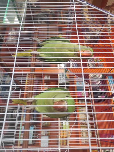 Raw Parrot fully hand tamed