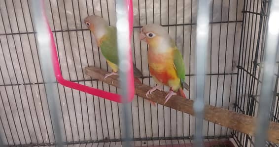 Pineapple Conure High Red factor with Dna