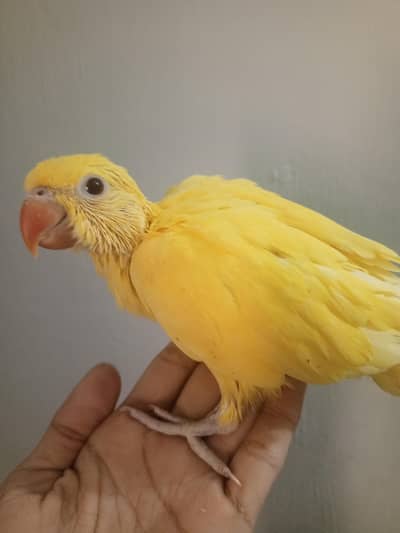Blue and yellow parrot chicks