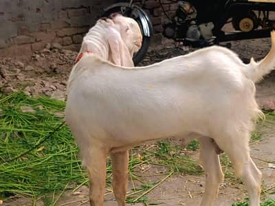 For sale Two high-quality Andul breed he-goats