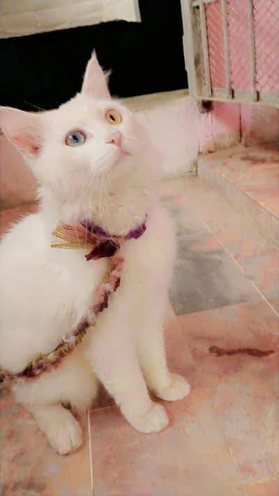 parshian cat