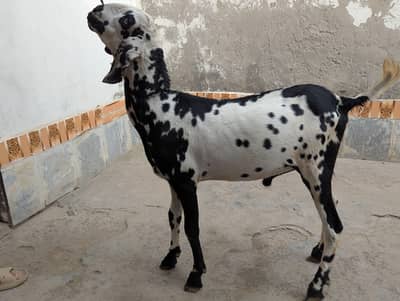 Qurbani Bakra For sale age 1.5 year